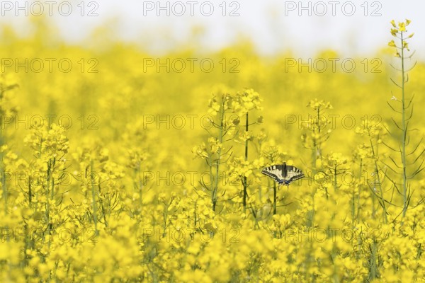 A swallowtail (Papilio machaon) sitting on yellow flowers in a flowering rape field symbolising spring, Hesse, Germany, Europe