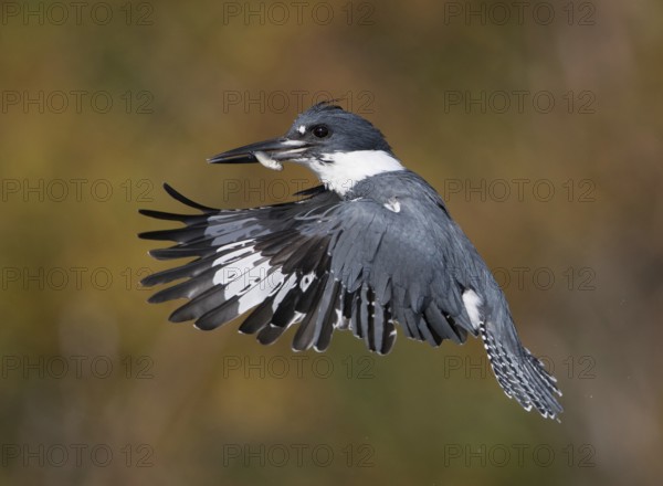 Belted Kingfisher (Megaceryle alcyon) male flying with fish prey in its beak, Florida, USA, North America