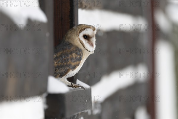 Barn owl (Tyto alba), Czech Republic, Europe