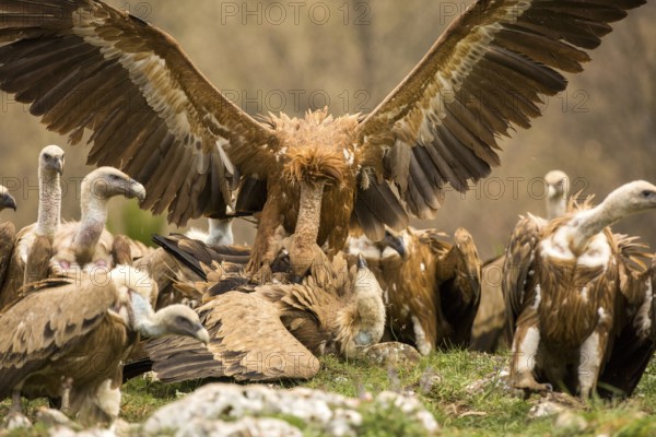 Griffon Vulture (Gyps fulvus) wrangling, Castile and Leon, Spain, Europe