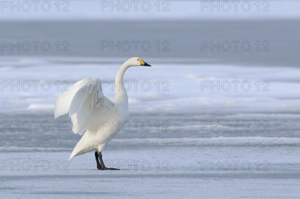 Tundra Swan (Cygnus columbianus bewickii) flapping, Netherlands