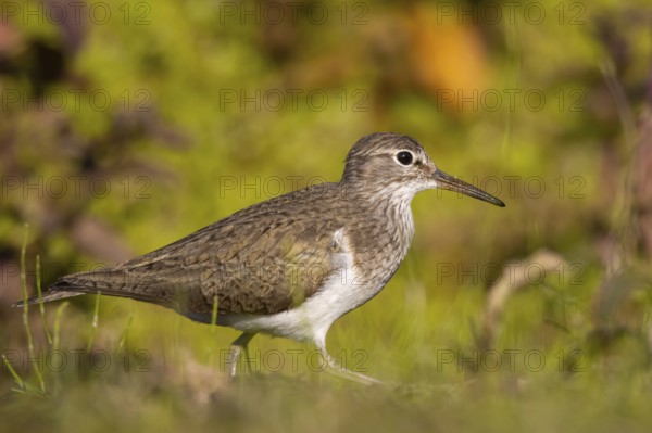 Common Sandpiper (Actitis hypoleucos), North Rhine-Westphalia, Germany, Europe