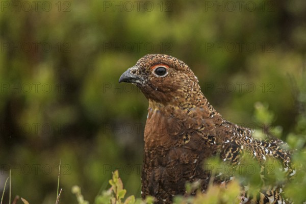 Willow Ptarmigan (Lagopus lagopus), Dalarna, Sweden, Europe