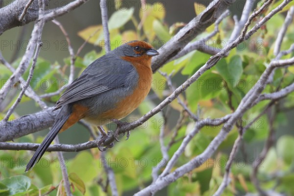 Cochabamba Mountain-Finch (Poospiza garleppi) perched on a branch in Bolivia, South America