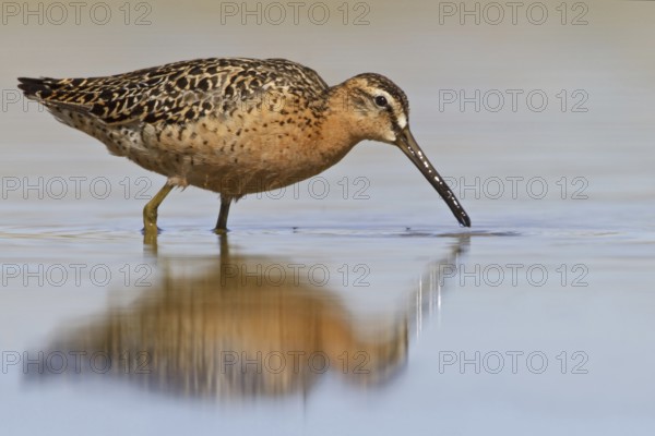 Short-billed Dowitcher (Limnodromus griseus), Manitoba, Canada, North America