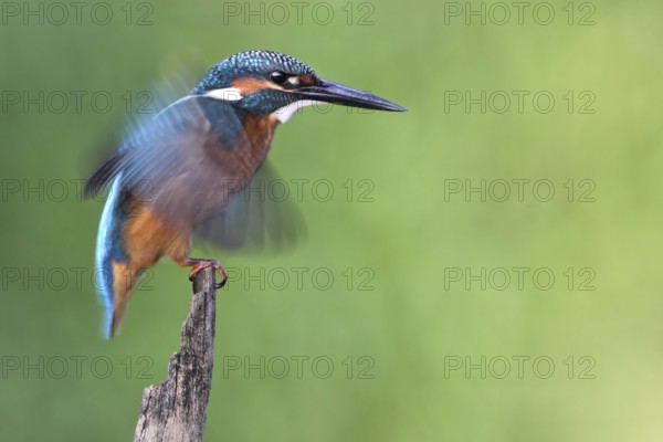 Common Kingfisher (Alcedo atthis) juvenile, Saxony-Anhalt, Germany, Europe