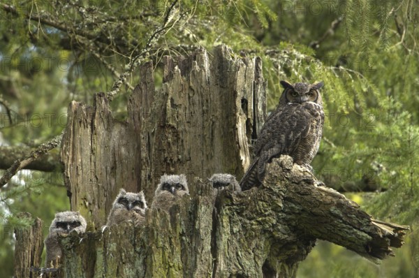 Great Horned Owl (Bubo virginianus), Canada, North America