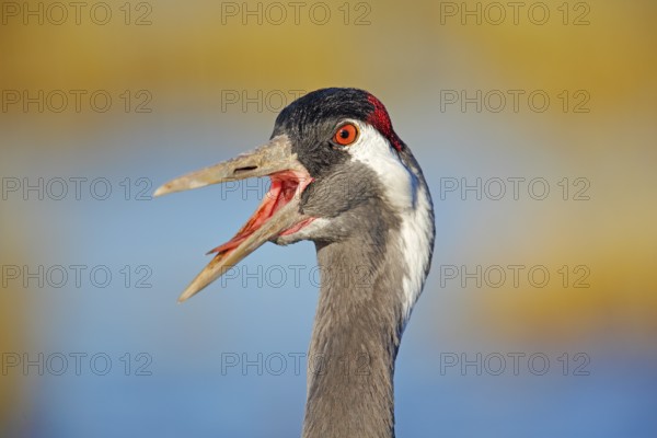 Common Crane, Grus grus, big bird in the nature habitat, Lake Hornborga, Sweden. Wildlife scene from Europe. Grey crane with long neck