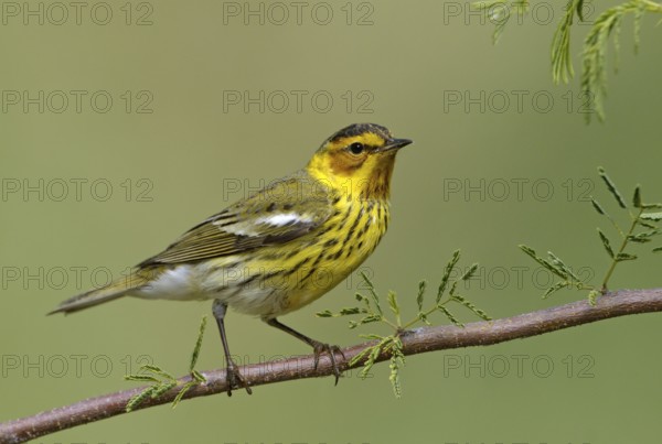 Cape May Warbler (Setophaga tigrina), Texas, USA, North America