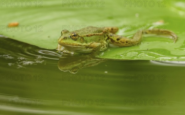 Teichfrosch (Pelophylax)