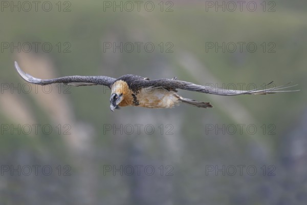 Bearded Vulture (Gypaetus barbatus) flying, Italy, Europe