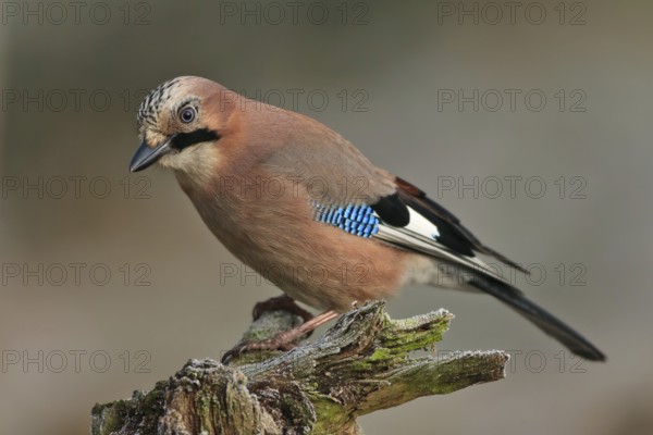 Eurasian Jay (Garrulus glandarius), Bavaria, Germany, Europe