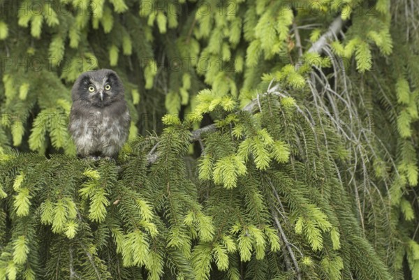 Boreal Owl (Aegolius funereus) juvenile, Saxony, Germany, Europe