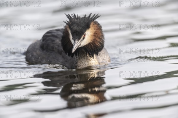 Great Crested Grebe (Podiceps cristatus), Emsland, Lower Saxony, Germany, Europe