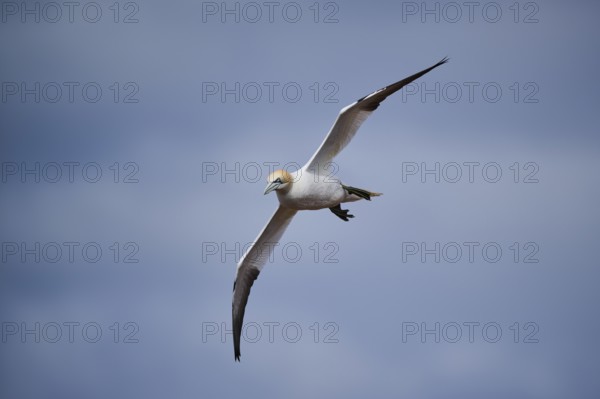 Northern gannet (Morus bassanus) flying over the sea, wildlife, Helgoland, Germany, Europe