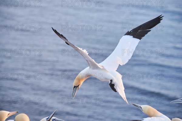 Northern gannet (Morus bassanus) flying over the sea at sunset, argiung with others while landing, wildlife, Helgoland, Germany, Europe