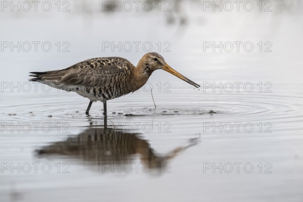 Black-tailed godwit (Limosa limosa), Lower Saxony, Germany, Europe