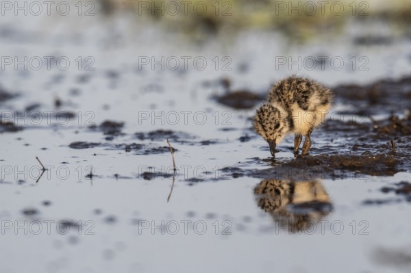 Young lapwing (Vanellus vanellus), Lower Saxony, Germany, Europe