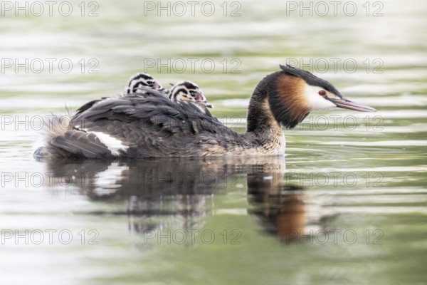 Great Crested Grebe (Podiceps Scalloped ribbonfish) with juveniles, Emsland, Lower Saxony, Germany, Europe