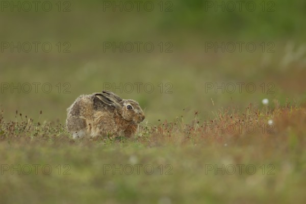 European brown hare (Lepus europaeus) adult animal in grassland in summer, England, United Kingdom, Europe