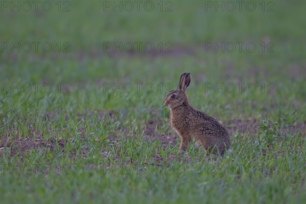 European brown hare (Lepus europaeus) juvenile leveret animal feeding in a farmland cereal field in summer, England, United Kingdom, Europe