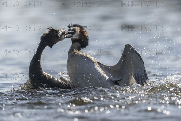 Great Crested Grebe (Podoceps Scalloped ribbonfish), fighting, Emsland, Lower Saxony, Germany, Europe