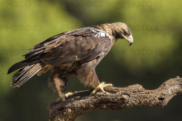 Spanish Imperial Eagle (Aquila adalberti) male perched on a branch, Andalusia, Spain, Europe
