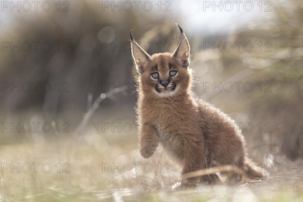 Caracal (Caracal caracal) cub playing in backlight, Castile-La Mancha, Spain, Europe