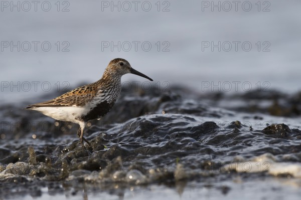 Dunlin (Calidris alpina) foraging on shoreline, Mecklenburg-Western Pomerania, Germany, Europe