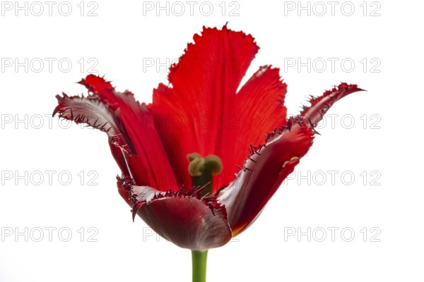 Red tulip (Tulipa) with jagged leaves in front of a white wall