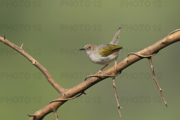 Green-backed Camaroptera (Camaroptera brachyura) perched on a thorny branch, Uganda, Africa