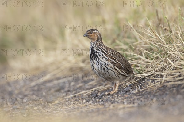 Stubble Quail (Coturnix pectoralis) male, Victoria, Australia, Oceania