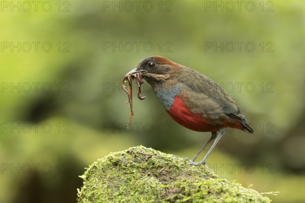 Whiskered Pitta (Erythropitta kochi) male perched on mossy stone with earthworms in beak, Quezon, Philippines, Asia