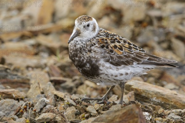 Rock Sandpiper (Calidris ptilocnemis) perched on the tundra in Nome, Alaska