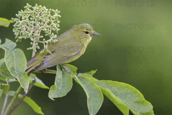 Orange-crowned Warbler (Vermivora celata) perched on a branch in Seward, Alaska