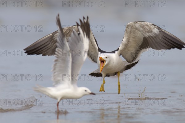 Pacific Gull (Larus pacificus), Victoria, Australia, Oceania