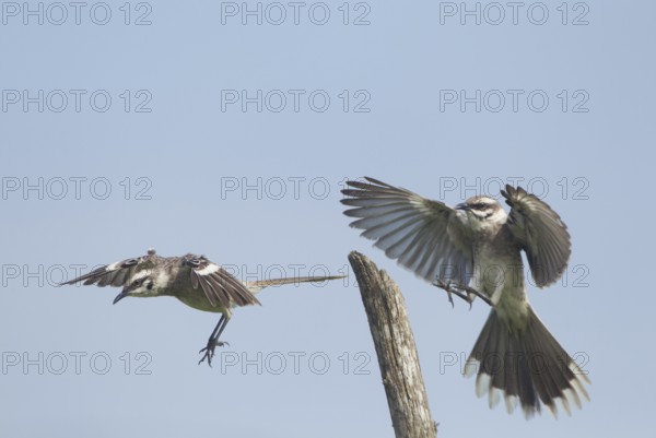 Long-tailed Mockingbird (Mimus longicaudatus), Manabi, Ecuador, South America