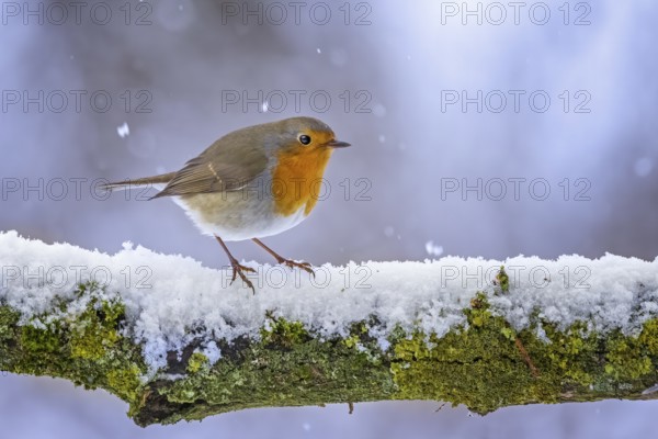European Robin (Erithacus rubecula) perched on a snowy branch, Saxony-Anhalt, Germany, Europe