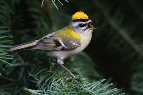 Common Firecrest (Regulus ignicapilla) singing, Asturias, Spain, Europe