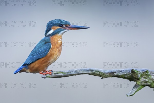 Common Kingfisher (Alcedo atthis) female perched on a branch, Saxony-Anhalt, Germany, Europe