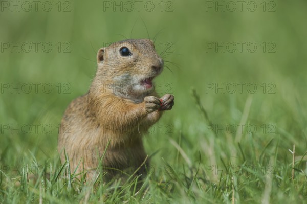European Ground Squirrel (Spermophilus citellus) foraging in meadow, Austria, Europe
