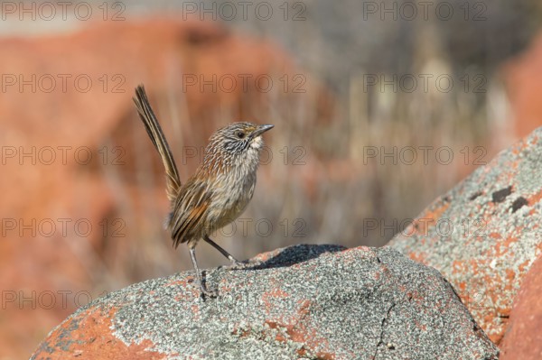 Short-tailed Grasswren (Amytornis merrotsyi), Australia, Oceania