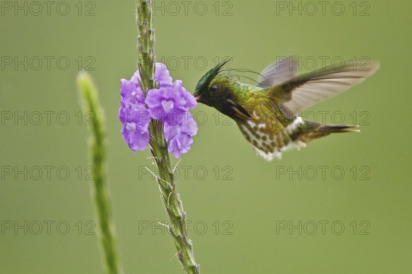 Black-crested Coquette (Lophornis helenae) male, Costa Rica, Central America
