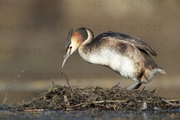 Great Crested Grebe (Podiceps cristatus) on nest, North Rhine-Westphalia, Germany, Europe