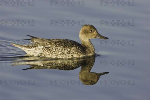 Northern Pintail (Anas acuta) female, California, USA, North America