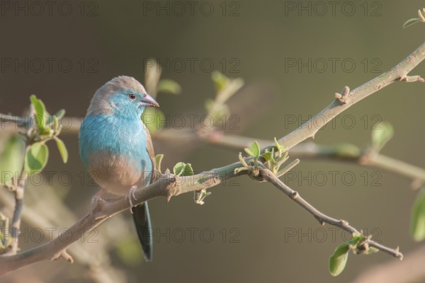 Red-cheeked Cordon-bleu (Uraeginthus bengalus) male, Mpumalanga, South Africa, Africa
