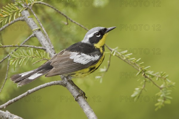 Magnolia Warbler (Setophaga magnolia), Ontario, Canada, North America