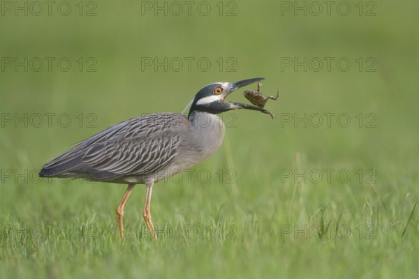 Yellow-crowned Night Heron - Kitty Hollow County Park, Missouri City, Texas