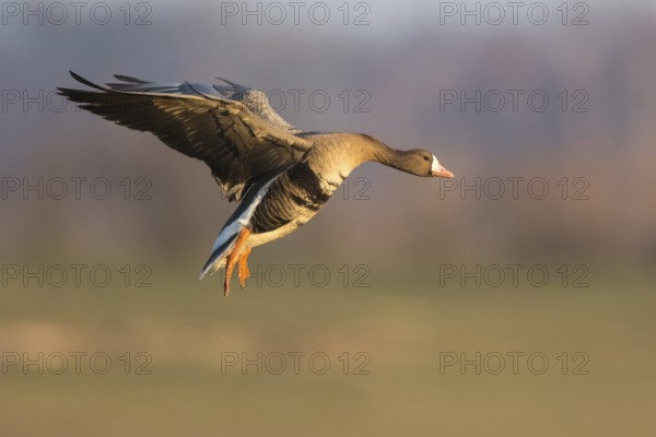 Greater White-fronted Goose (Anser albifrons) landing, North Rhine-Westphalia, Germany, Europe