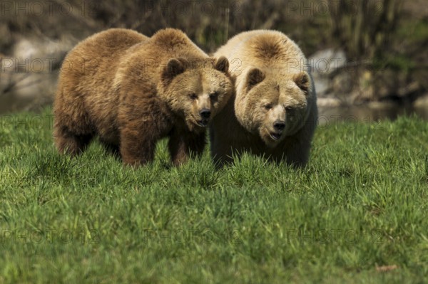 Two bears walking close together through green grass in nature, brown bear (Ursus (arctos), Germany, Europe